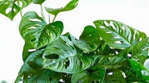 Монстера Манки парвариши , Монстера Манки уход в домашних условиях 24.10.2023