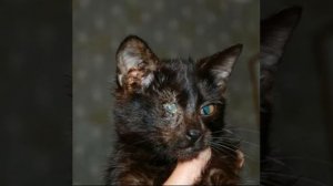 Очень грустное видео про бездомных животных!!