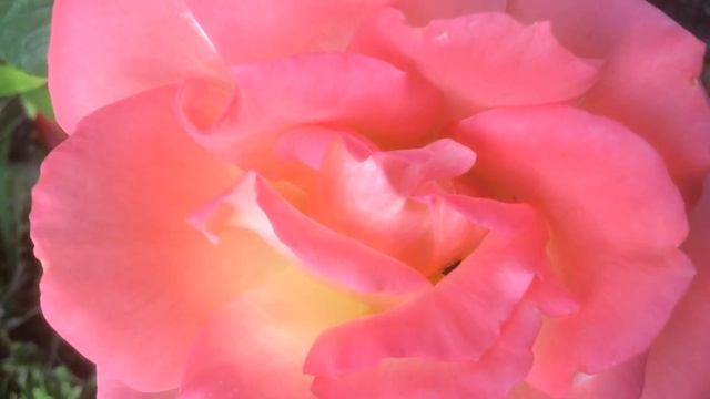 Rosier 'Laetitia Casta®' de 'Meilland' La pureté des lignes смотреть онлайн