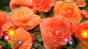 Бегония клубневая Дабл Салмон. Краткий обзор, описание характеристик begonia Double Salmon