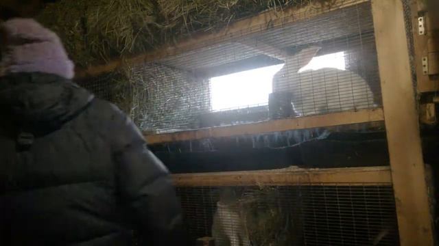 Утро в крольчатнике,самец уехал в другое хозяйство.