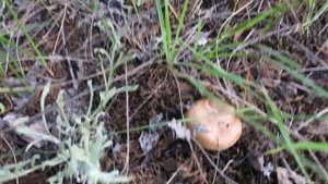 Грибы Свинушки Опасны???