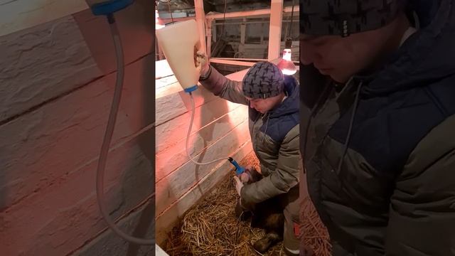 Выпойка телят молозивом с помощью дренчера Antahi