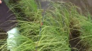 р.Печёра, рыбалка в Нарьян-Маре на среднем шаре