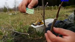 ПРИВИВОЧНЫЙ СЕКАТОР