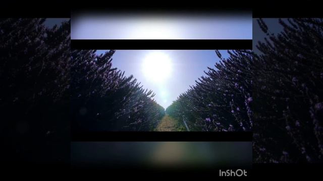 Лаванда салон цветов смотреть онлайн