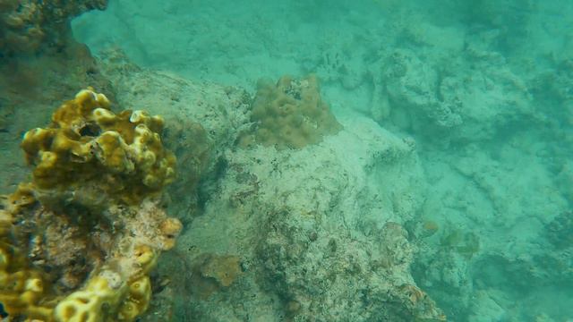 Mnemba Snorkeling  Zanzibar 2021