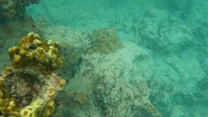 Mnemba Snorkeling | Zanzibar 2021