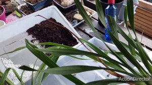 Групповая Посадка Цимбидиумов и Открываю Маленький Секрет Наращивания Корней??Обрезка Цветоносов