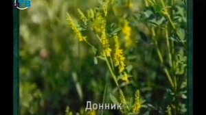 Фитотерапия. Урок 3.2. Растения, обладающие диуретическими и противоотечными свойствами. Часть 1