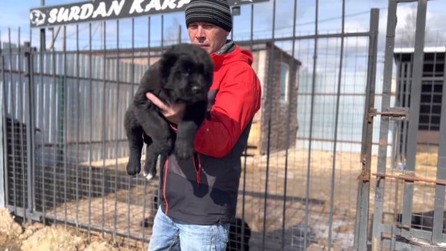 СУРДАН КАРАШ ГЕРЦОГИНЯ (+79201694289 WhatsApp) смотреть онлайн