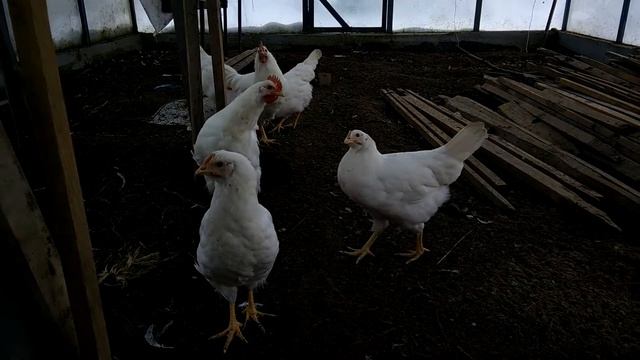 ЭКСПЕРИМЕНТ!! Мини мясная курица и Петух Легорн. Что получилось? смотреть онлайн