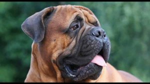 Бульмастиф