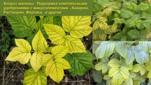 Что делать с малиной в августе | Обрезаем малину сейчас - не ждём осени