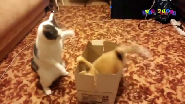 Прикольные кошки. На беговой дорожке. смотреть онлайн