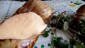 Что едят улитки ахатины из зелени в домашних условиях? Крапива