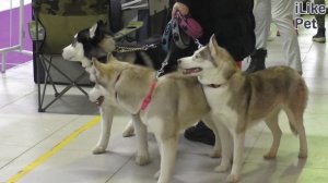 Как ухаживать за северными ездовыми собаками?