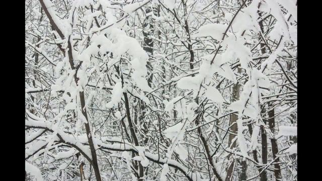 Зимняя сказка в городском лесу #мск #природавгороде #nature