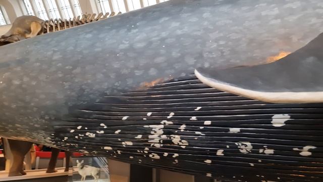 Inside The Natural History Museum in London, England смотреть онлайн