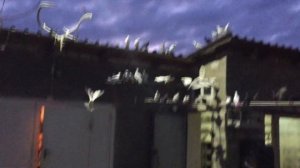 #Pigeons.Сколько корма нужно давать голубям.