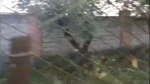 Обрезка и уход за ежевикой в сентябре