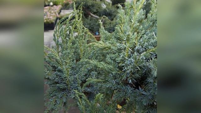 Можжевельник чешуйчатый Мейери бонсай смотреть онлайн