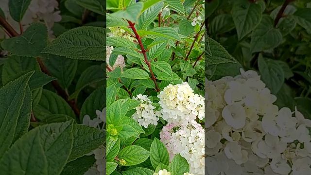 Гортензия метельчатая (Грандифлора).?