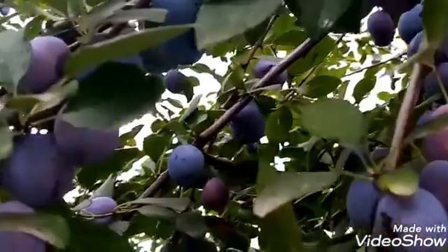 ВКУСНЫЕ КРАСКИ ЛЕТА! 🍇🍇🍇#дарыприроды #лето #краскилета #хорошеенастроение #позитив #приятнаямузыка