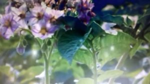 "Как приготовить Подорожник с сахаром, лекарство на всю зиму!  11 сентября 2020 г.