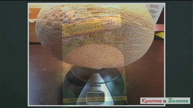 Арбузы и дыни. Обзор сортов для теплицы и открытого грунта. Сибирь. Итог сезона 2019