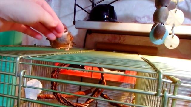 Отважный защитник воробей Тоша. смотреть онлайн