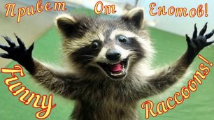 Смешные Еноты Из Тик Ток 2 Funny Tik Tok Raccoons Юмор.mp4