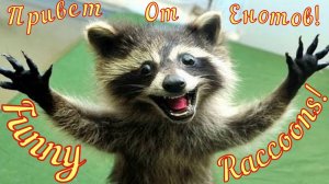 Смешные Еноты Из Тик Ток 2 Funny Tik Tok Raccoons Юмор.mp4