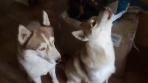 Хаски успокаивают ребёнка