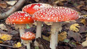 Мусцимол и иботеновая кислота нейротоксичны? А где ещё есть НЕЙРОТОКСИНЫ?