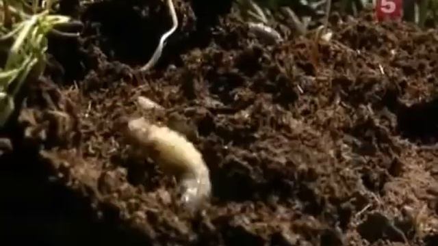 Бизон - NG смотреть онлайн