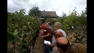 Виноград в Беларуси. Ответы на вопросы виноградарей Гомельщины.