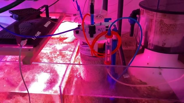 Морской аквариум 1000л. Лечение флюконазолом уничножением нитчатых водорослей (нитки). смотреть онлайн