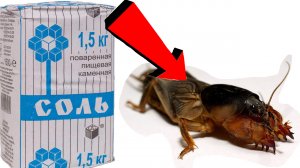 Как избавиться от медведки За 3 Секунды!