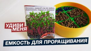 ЕМКОСТЬ ДЛЯ ПРОРАЩИВАНИЯ СВЕЖЕЙ ЗЕЛЕНИ! ? Декоративная экопочва! Проращиваем Свёклу крупнолистную!