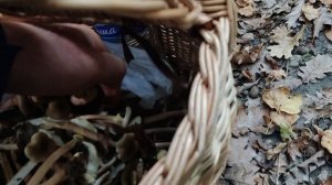 Вот это да!!! Поляна грибов!!! Море опят!