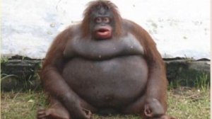 Uh, oh Stinky (О, о Стинки)