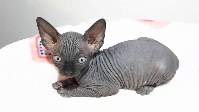 So unbelievably adorable Sphynx Cats - Hairless Kittens смотреть онлайн