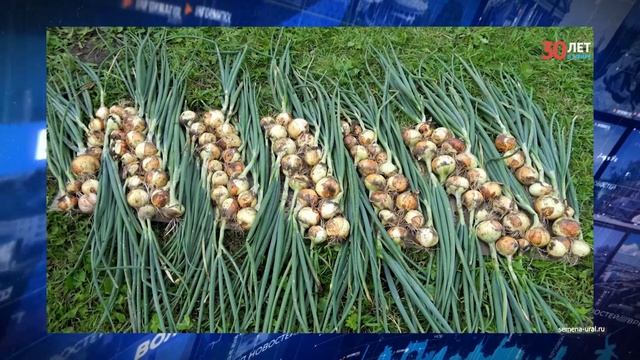 Евстигней Житник: что нужно сделать 18 августа, чтобы перестала болеть спина смотреть онлайн