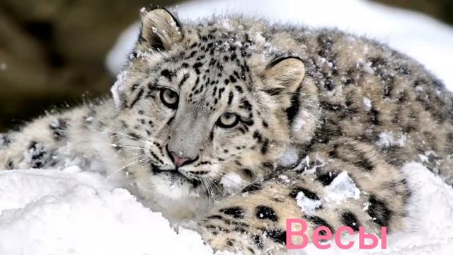 ,,Какая ты дикая кошка по знаку Зодиака?" смотреть онлайн