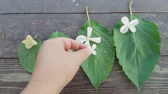 Метельчатая гортензия Левана и мои фавориты сада смотреть онлайн