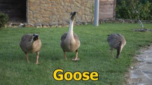 Farm Animals In English ||| Learn all the Farm Animals Names and Sounds In English