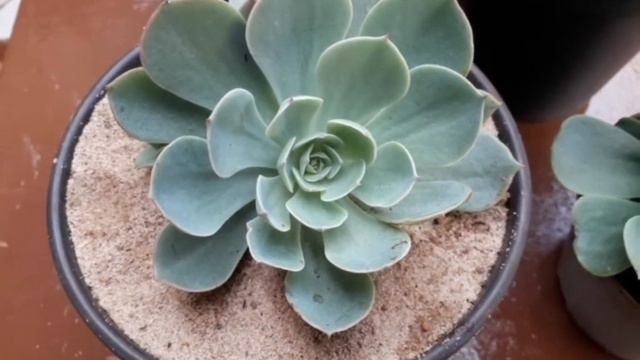 Glauca Verdadeira: como identificar? смотреть онлайн