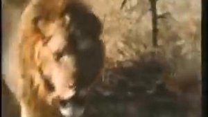 George Adamson and Lions