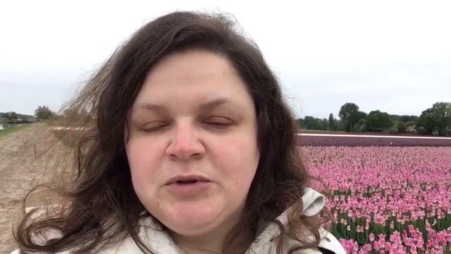 Тюльпановые поля в Нидерландах